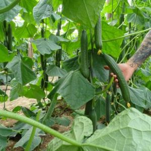 DSC01383-412x309x39x0x335x309x1727451529 DSC01383-412x309x39x0x335x309x1727451529