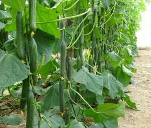 DSC01409-338x254x2x0x335x254x1727451714 DSC01409-338x254x2x0x335x254x1727451714