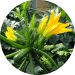 Calabacin-228x227x0x0x228x227x1727451809