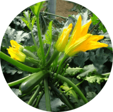 Calabacin-228x227x0x0x228x227x1727451809