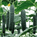 Captura-de-pantalla-2020-11-25-a-las-20.09.55-339x227x56x0x228x227x1727451483