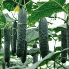 Captura-de-pantalla-2020-11-25-a-las-20.09.55-339x227x56x0x228x227x1727451483