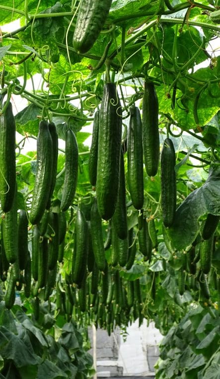 DSC01794-1015x761x286x0x443x761x1727451824