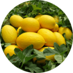 Melon-Amarillo-228x228x0x0x228x228x1727451609