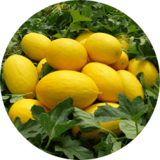Melon-Amarillo-228x228x0x0x228x228x1727451609