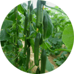 Pepino-Holandes-228x228x0x0x228x228x1727451784