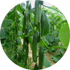 Pepino-Holandes-228x228x0x0x228x228x1727451784