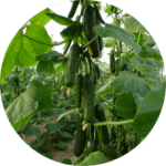 Pepino-Mini-228x228x0x0x228x228x1727451816