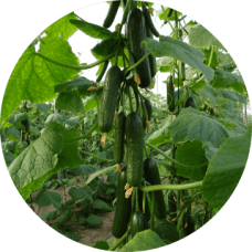 Pepino-Mini-228x228x0x0x228x228x1727451816