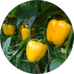 Pimiento-Amarillo-228x228x0x0x228x228x1727451473
