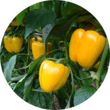 Pimiento-Amarillo-228x228x0x0x228x228x1727451473