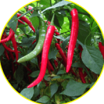 Pimiento-Picante-con-borde-amarillo-2-234x234x3x5x228x225x1727451522