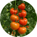 Tmate-Rama-228x228x0x0x228x228x1727451488