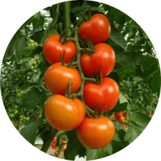 Tmate-Rama-228x228x0x0x228x228x1727451488 Tmate-Rama-228x228x0x0x228x228x1727451488