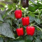 retoque-pimiento-rojo-321x241x47x7x228x227x1599473849