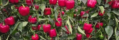 Las 5 innovaciones clave en el sector de los invernaderos