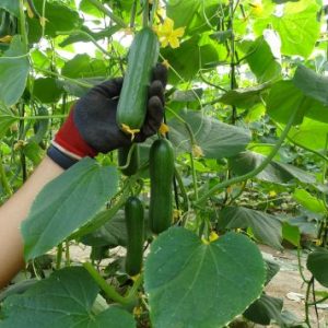 DSC01364-505x379x0x11x505x356x1727451827 DSC01364-505x379x0x11x505x356x1727451827