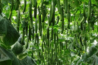 Técnicas de cultivo para la producción de Pepino Tipo Almería, Mini y Francés