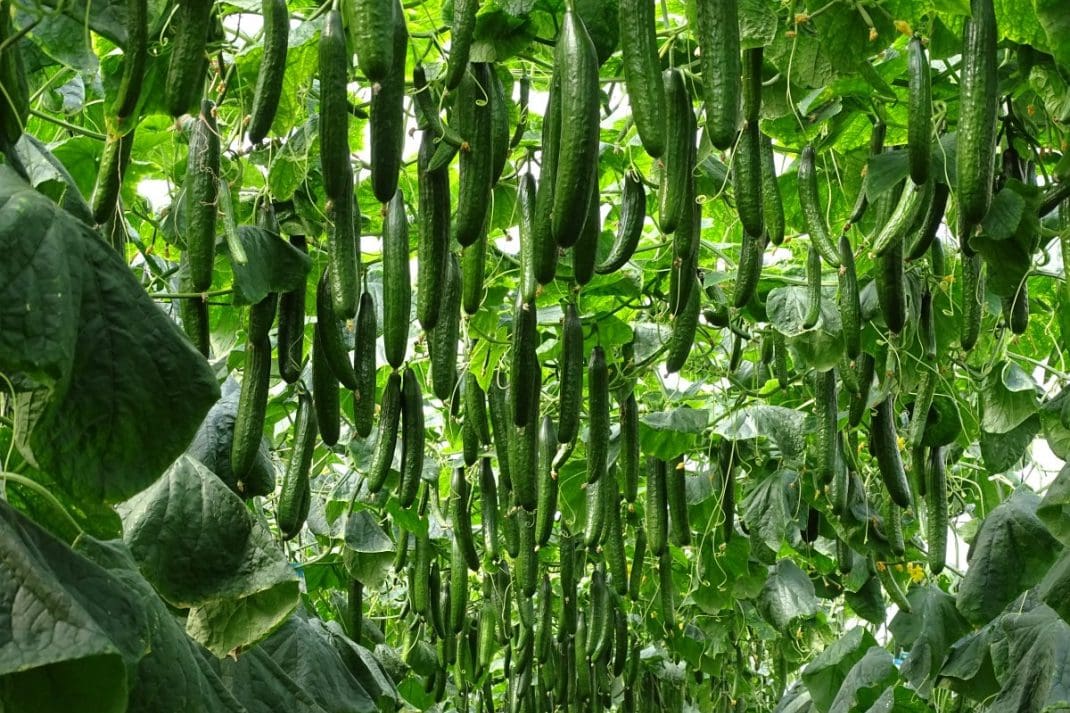 Técnicas de cultivo para la producción de Pepino Tipo Almería, Mini y Francés