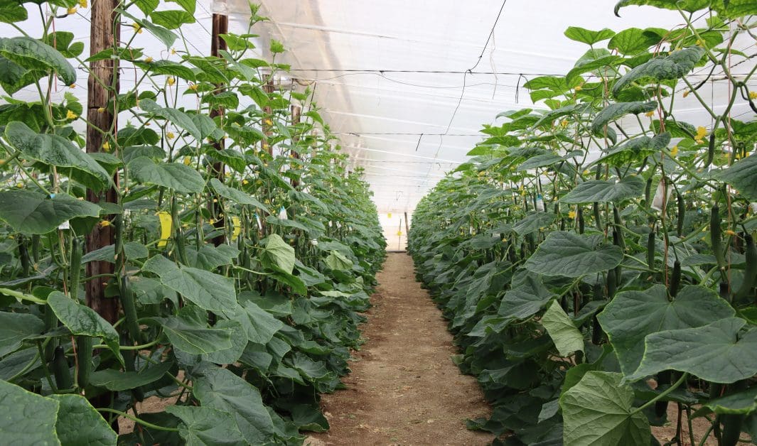 LAS FRUTAS Y VERDURAS DE ALMERÍA LLEGAN A MÁS DE 50 PAÍSES DEL MUNDO