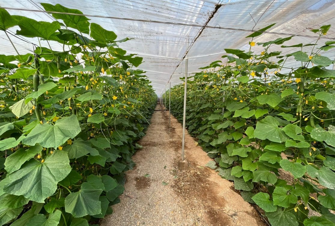 EL PAPEL DE LOS INVERNADEROS DE ALMERÍA EN EL MERCADO EUROPEO