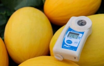 melon-amarillo-temporada-magar