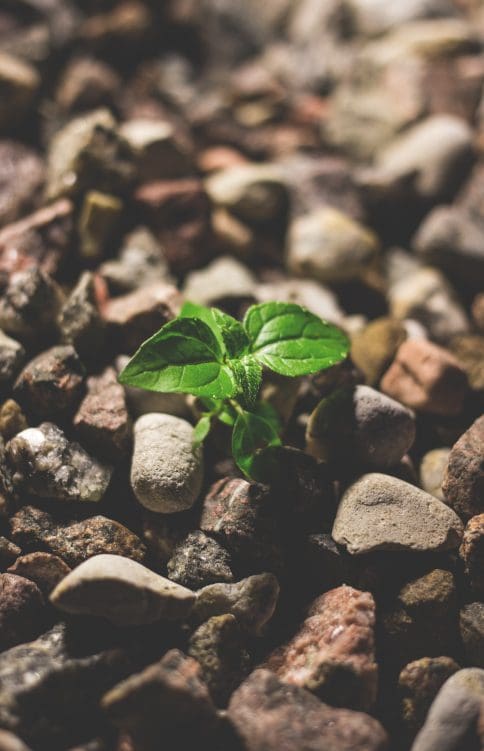 pexels-freestocksorg-127713-1127x751x322x0x484x751x1727451713