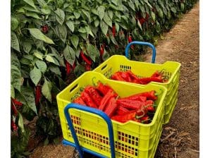 pimiento-palermo-invernadero-magar-298x298x0x37x298x224x1727451651