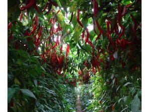 pimiento-picante-cultivo-magar-297x297x0x37x297x223x1727451712