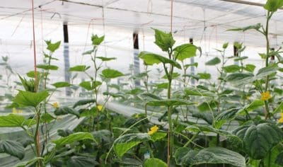 El 95% del plástico de los invernaderos se recicla