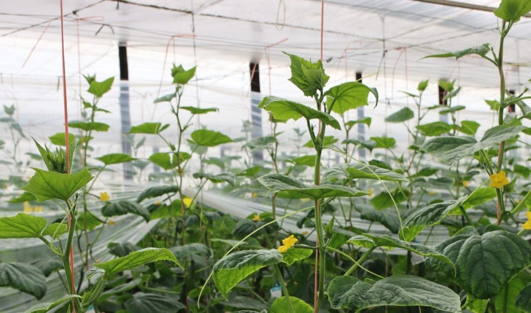 El 95% del plástico de los invernaderos se recicla