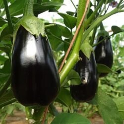 berenjena