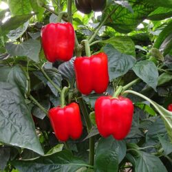 pimiento rojo