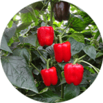 PIMIENTO CALIFORNIA