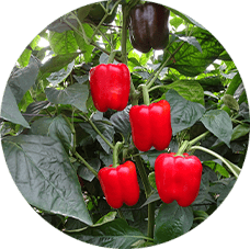 PIMIENTO CALIFORNIA PIMIENTO CALIFORNIA