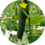 pepino fmagar