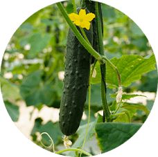 pepino fmagar